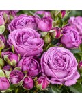 Rose Блу Скай Фрілендер квіти